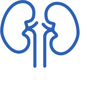 kidneys icon
